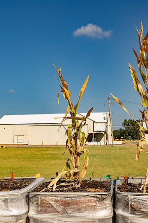 DKC118-50_CornRootStudy_ScottMS_5