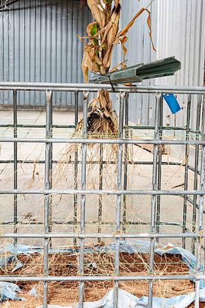 DKC116-20_CornRootStudy_ScottMS_18