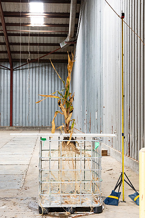 DKC118-50_CornRootStudy_ScottMS_11