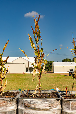 DKC119-09_CornRootStudy_ScottMS_8