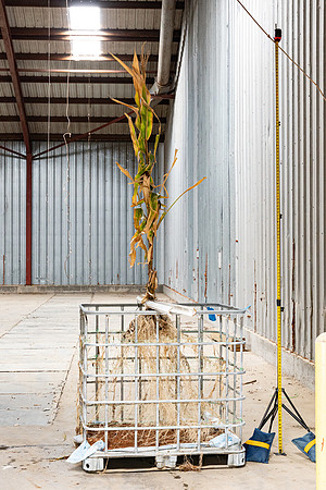 DKC119-09_CornRootStudy_ScottMS_14