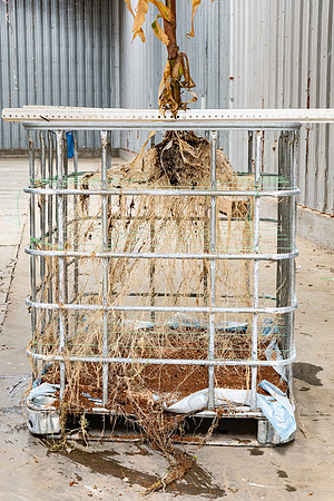 DKC119-09_CornRootStudy_ScottMS_29