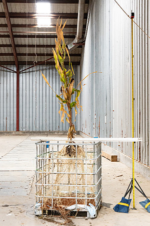 DKC119-09_CornRootStudy_ScottMS_19