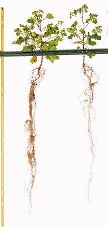 2522v2127_LtoR_CottonRootStudy_ScottMS_1