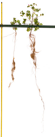 2333v2537_LtoR_CottonRootStudy_ScottMS_1