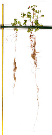 2333v2537_LtoR_CottonRootStudy_ScottMS