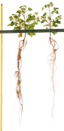2522v2127_LtoR_CottonRootStudy_ScottMS
