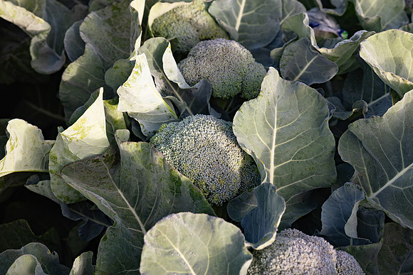 Eiffel_Brocolli_26