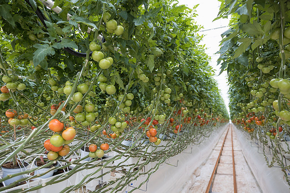 Seminis2023_MX_Wholesum_5