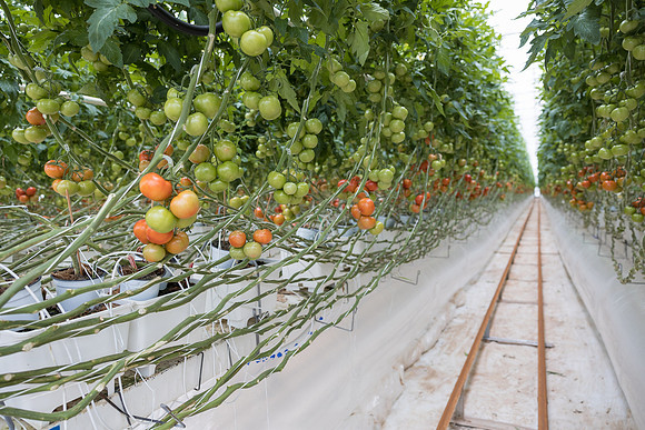 Seminis2023_MX_Wholesum_4