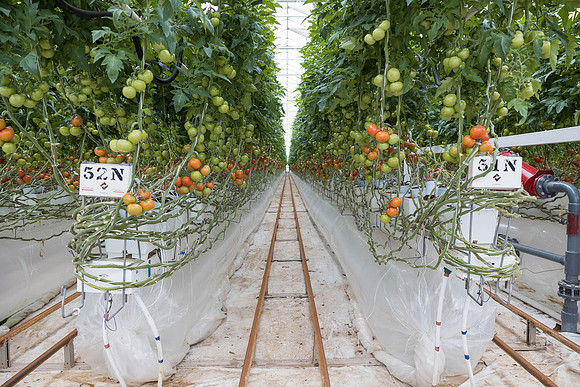 Seminis2023_MX_Wholesum_2