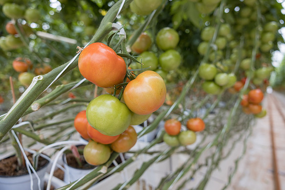 Seminis2023_MX_Wholesum_10