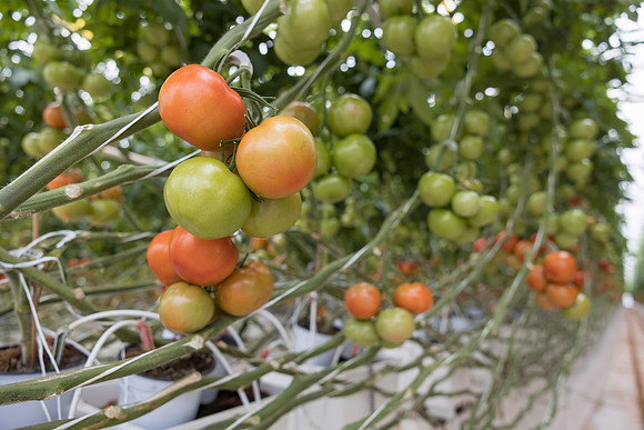 Seminis2023_MX_Wholesum_14