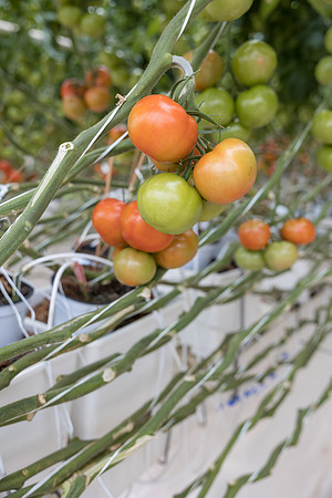Seminis2023_MX_Wholesum_22