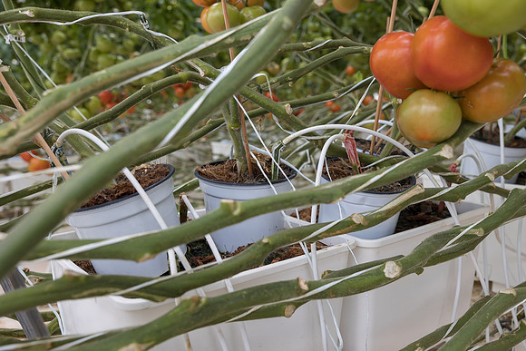 Seminis2023_MX_Wholesum_28