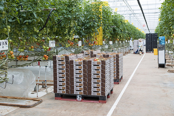 Seminis2023_MX_Wholesum_35