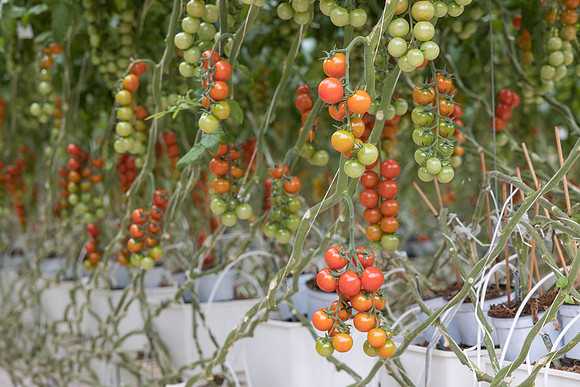 Seminis2023_MX_Wholesum_71