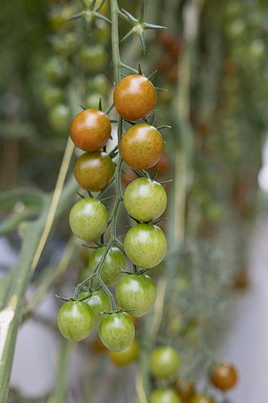 Seminis2023_MX_Wholesum_53