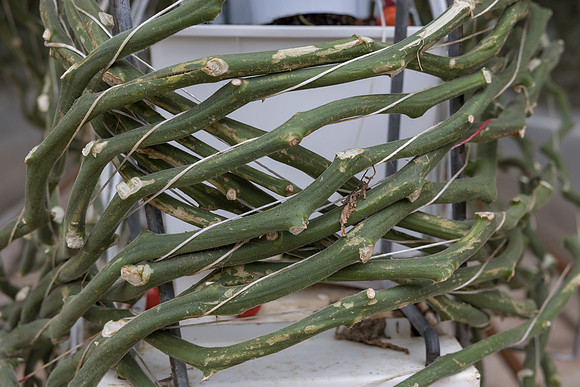 Seminis2023_MX_Wholesum_88