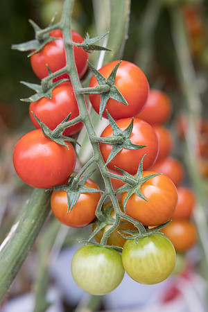 Seminis2023_MX_Wholesum_95