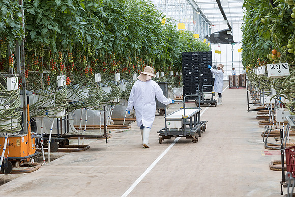 Seminis2023_MX_Wholesum_105