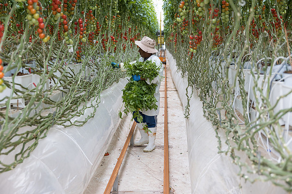 Seminis2023_MX_Wholesum_268