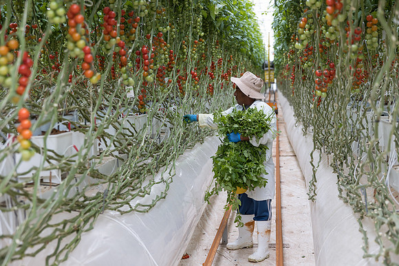 Seminis2023_MX_Wholesum_270