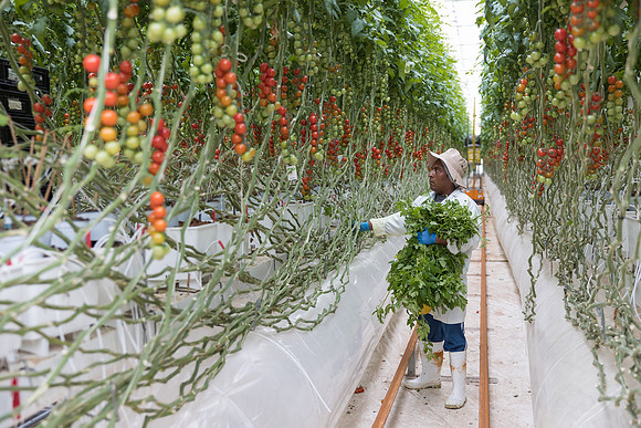Seminis2023_MX_Wholesum_271