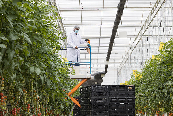Seminis2023_MX_Wholesum_318
