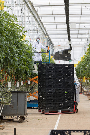 Seminis2023_MX_Wholesum_319