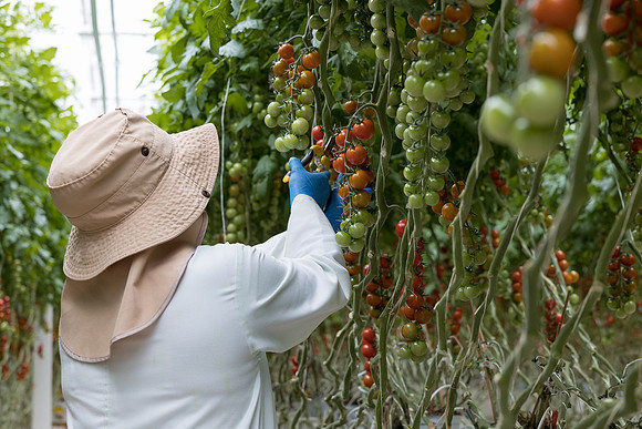 Seminis2023_MX_Wholesum_324