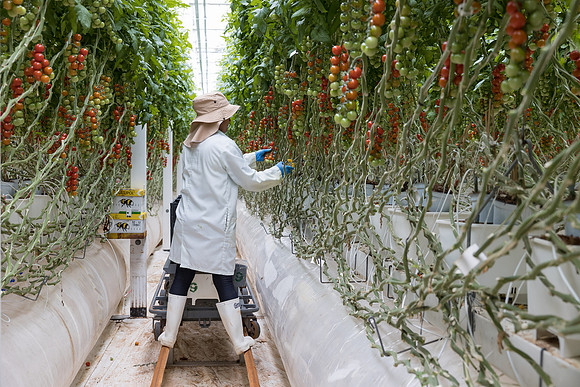Seminis2023_MX_Wholesum_335