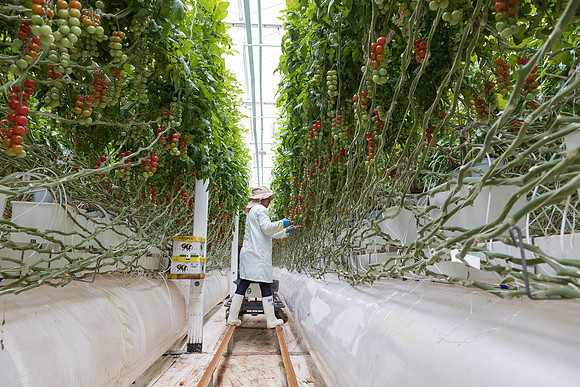 Seminis2023_MX_Wholesum_343