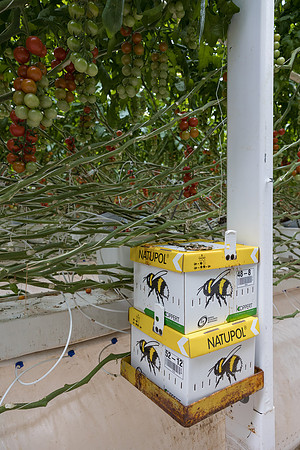 Seminis2023_MX_Wholesum_356