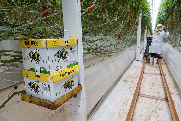Seminis2023_MX_Wholesum_357