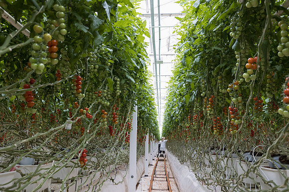 Seminis2023_MX_Wholesum_375