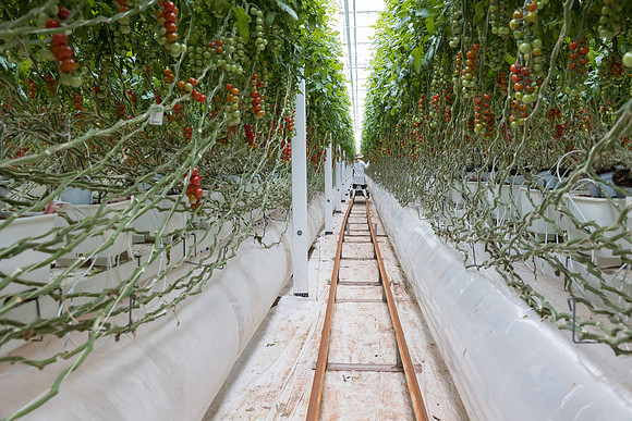 Seminis2023_MX_Wholesum_374