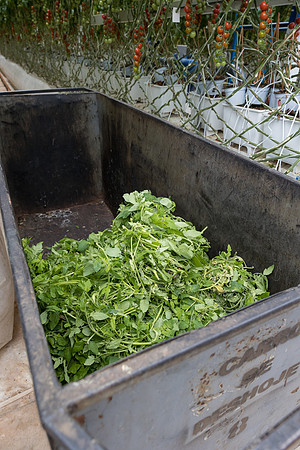 Seminis2023_MX_Wholesum_381