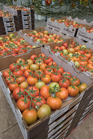 Seminis2023_MX_Wholesum_383