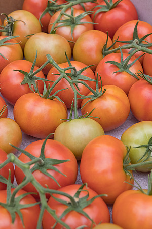 Seminis2023_MX_Wholesum_385