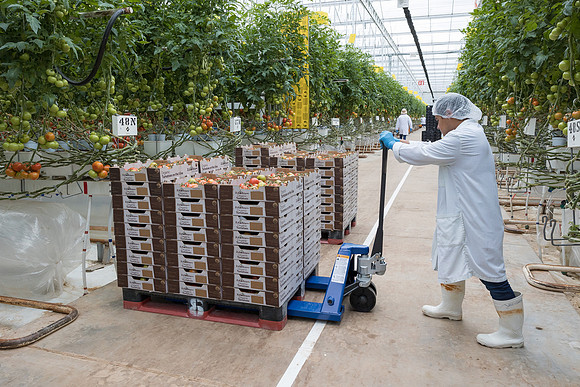 Seminis2023_MX_Wholesum_394