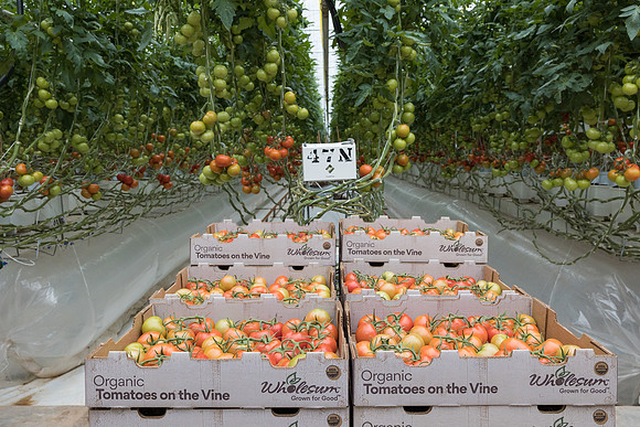 Seminis2023_MX_Wholesum_388