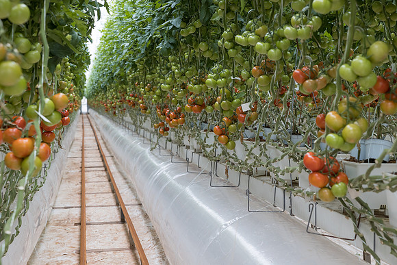 Seminis2023_MX_Wholesum_403