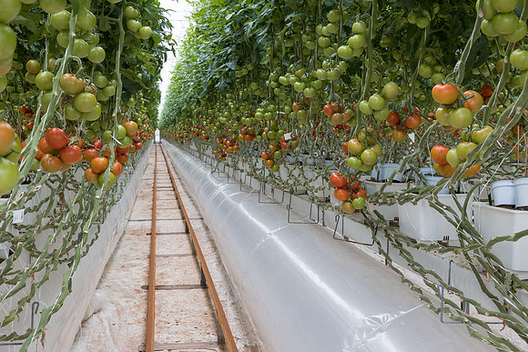 Seminis2023_MX_Wholesum_408