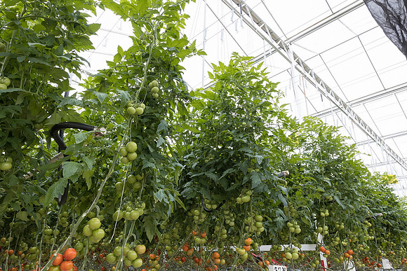 Seminis2023_MX_Wholesum_409