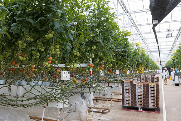 Seminis2023_MX_Wholesum_414