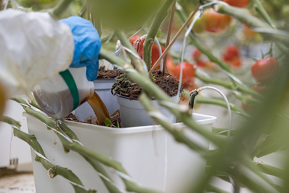 Seminis2023_MX_Wholesum_438