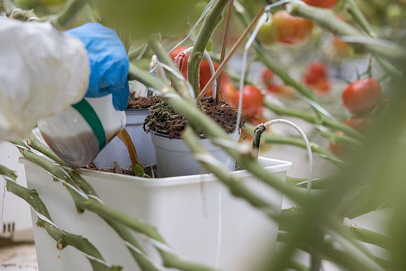 Seminis2023_MX_Wholesum_439