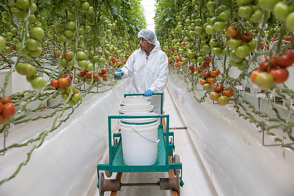 Seminis2023_MX_Wholesum_452
