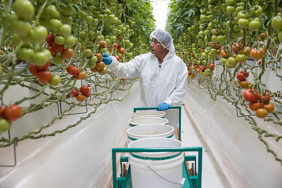 Seminis2023_MX_Wholesum_456